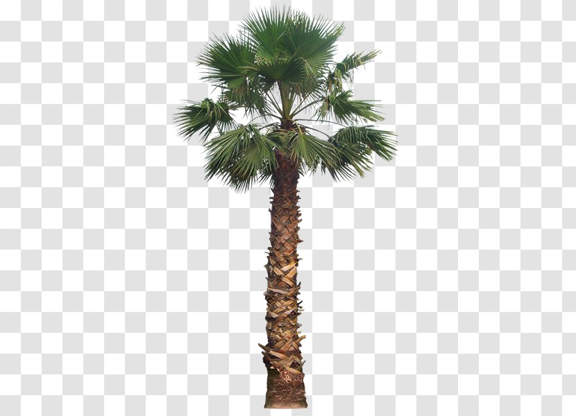 California Palm Trees Laura Ashley 56