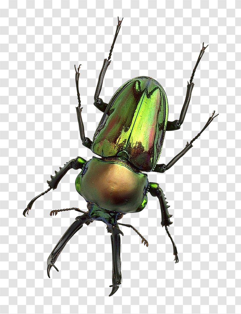 Japanese Rhinoceros Beetle - Organism - Bug Transparent PNG