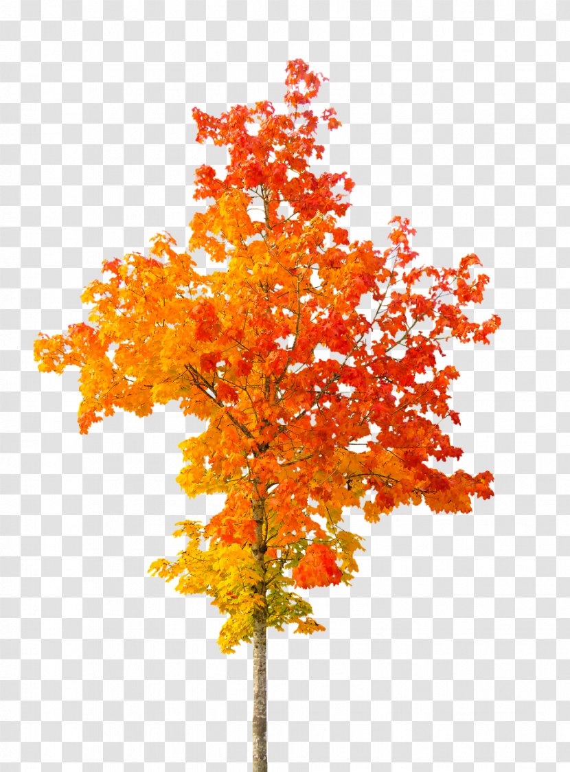 Tree Autumn Leaf Color - Maple Transparent PNG
