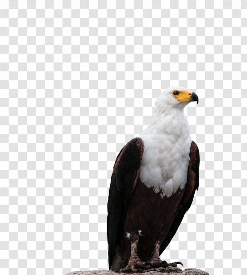 Bald Eagle Beak Fauna Falcon - Osprey - Wing Transparent PNG