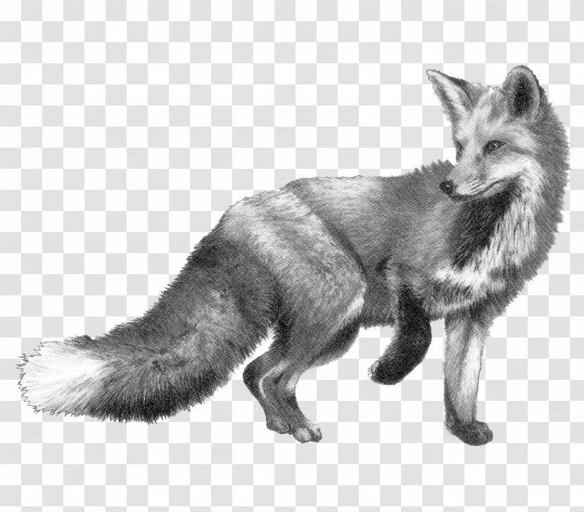 Drawing The Fox & Hounds Pencil Sketch - Realistic Transparent PNG