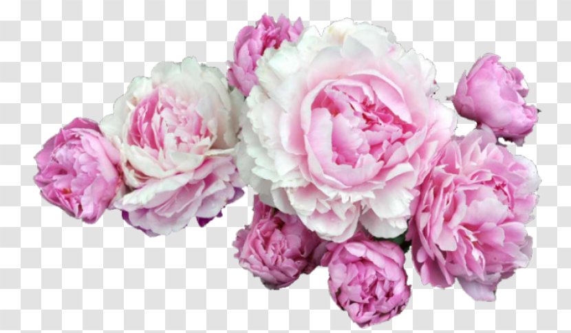 Chinese Peony Clip Art - Garden Roses Transparent PNG