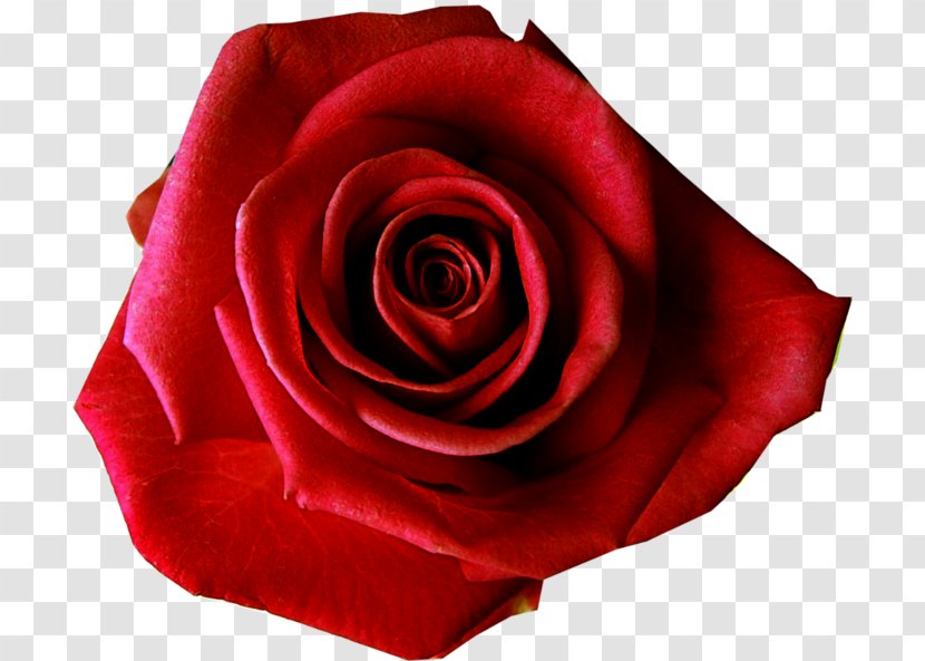 Rose Flower Preservation Desktop Wallpaper Red - Rosa Centifolia - Beautiful Transparent PNG