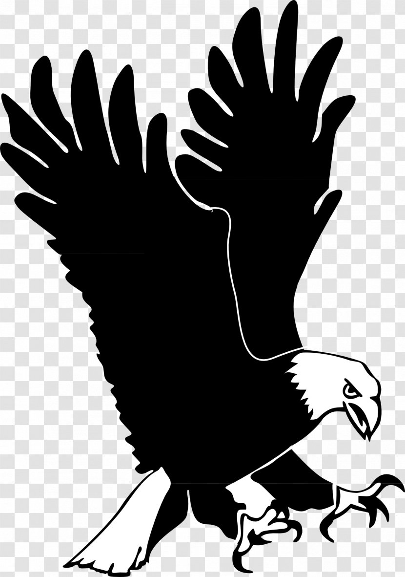 Bald Eagle Bird Golden Clip Art - Galliformes Transparent PNG
