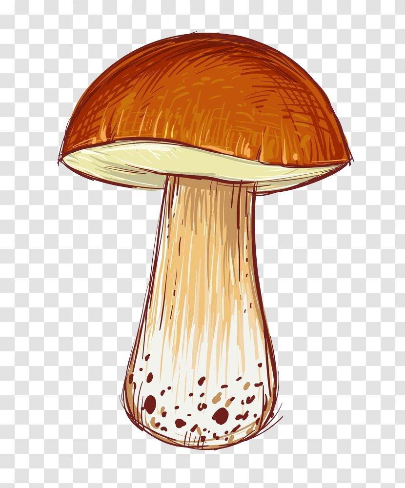 Cartoon Illustration - Mushrooms Transparent PNG