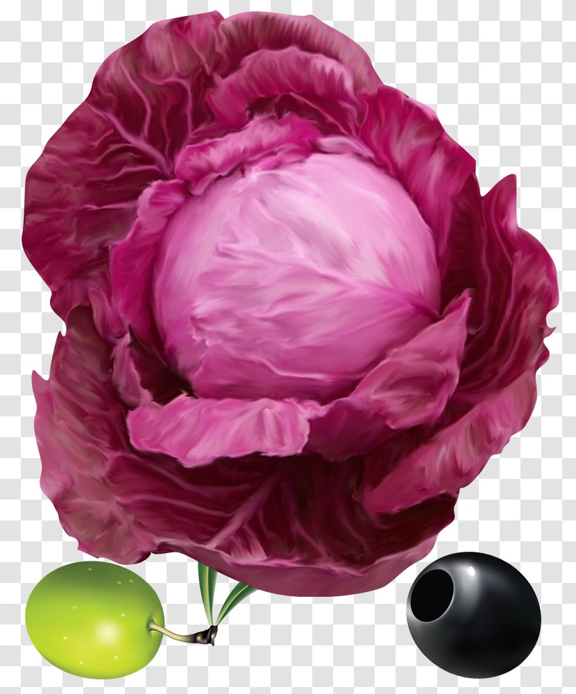 Red Cabbage Cauliflower Savoy Broccoli - Purple - Creative Transparent PNG