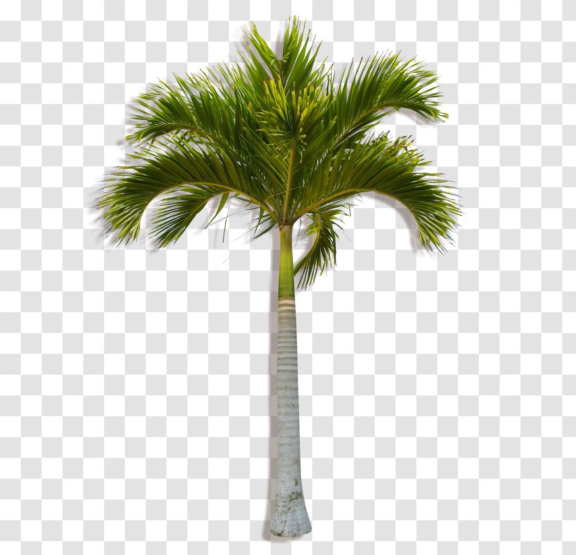 Asian Palmyra Palm Coconut Arecaceae Tree Plant - Woody Transparent PNG