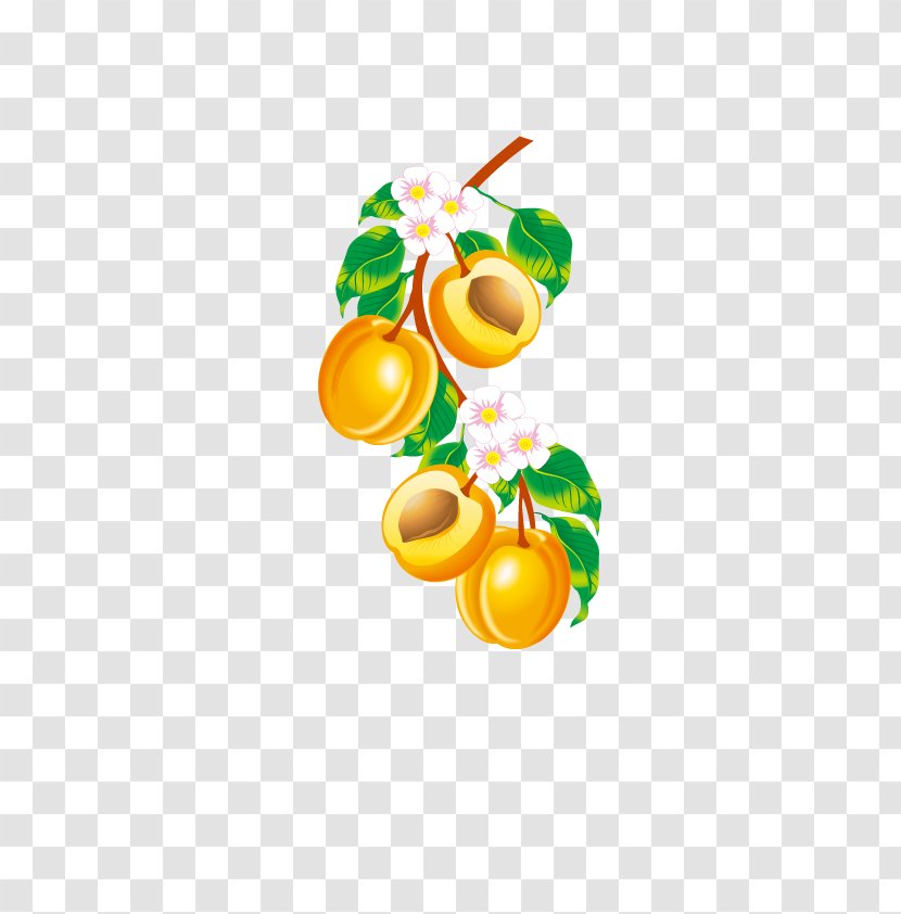 Fruit Apricot Euclidean Vector Clip Art Transparent PNG