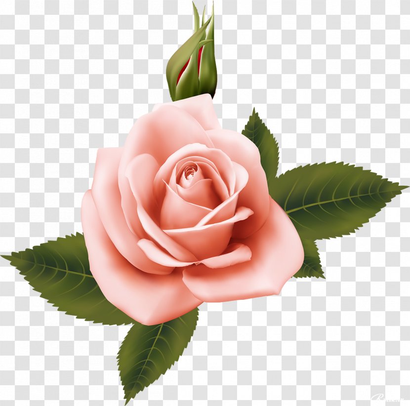 Garden Roses Flower Mobile Phones Centifolia Desktop Wallpaper - Petal - Rose Transparent PNG