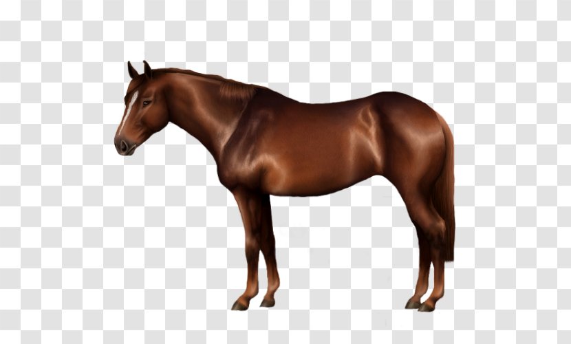 Rein Stallion Mustang Horse Harnesses Mare - Halter - Quarter Transparent PNG