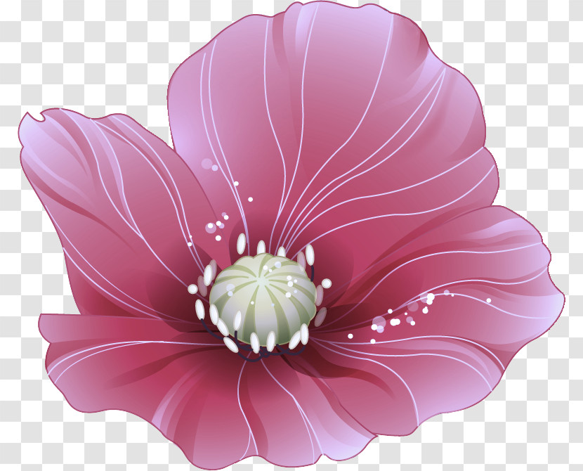 Red Poppy Flower Poppy Flower Transparent PNG