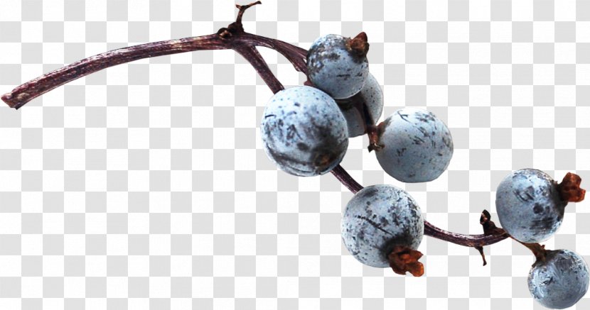 Blueberry - Food - Plant Transparent PNG
