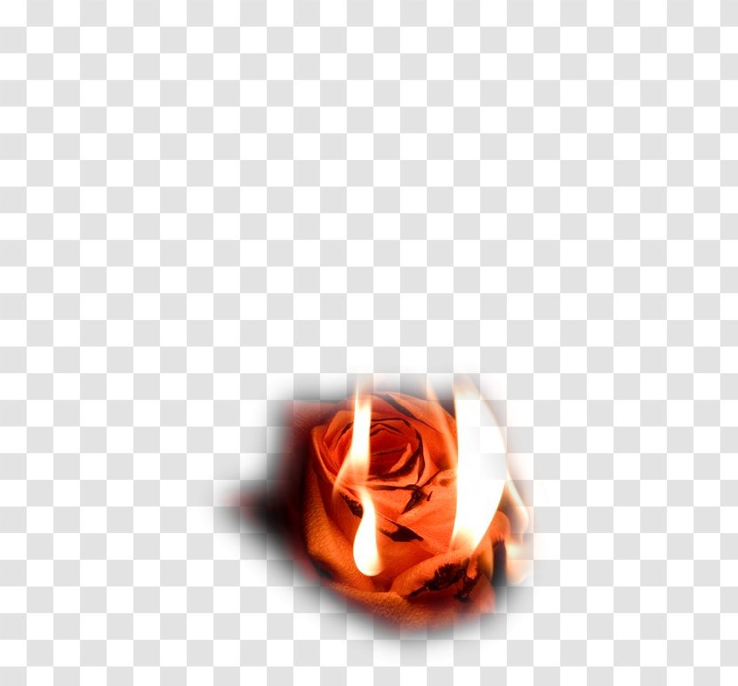 Rose - Orange Transparent PNG