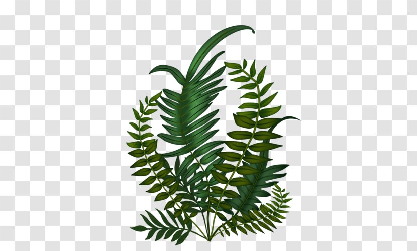 Fern Plant Stem Leaf Tree - Organism Transparent PNG