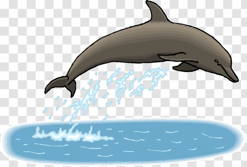 Common Bottlenose Dolphin Tucuxi Short-beaked Rough-toothed Wholphin Transparent PNG