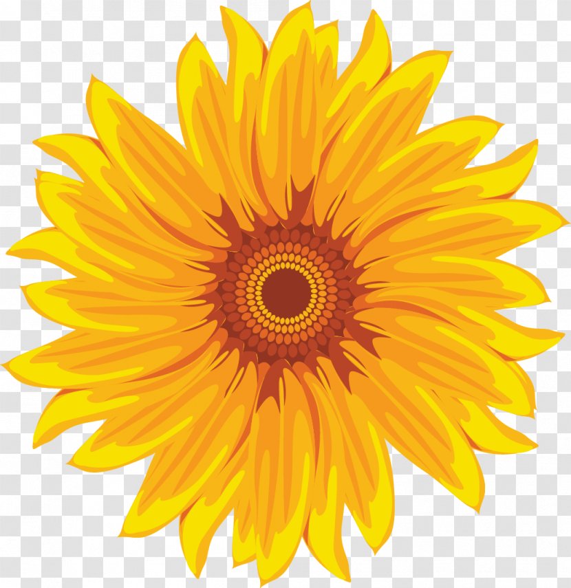 Common Sunflower Yellow White - Shutterstock - Vector Hand-painted Transparent PNG