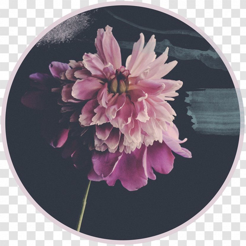 Cut Flowers Lilac Violet Purple - Chrysanthemum - Flower Transparent PNG