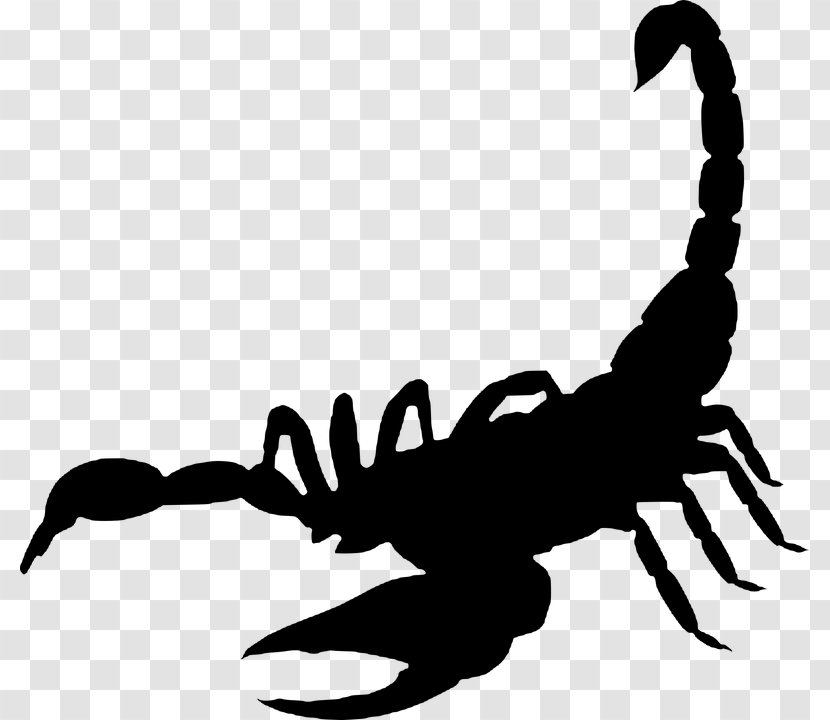 Scorpion Clip Art - Arachnid Transparent PNG
