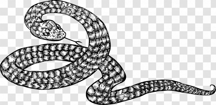 Kingsnakes Black And White Illustration - Serpent - Coiled Snake Transparent PNG