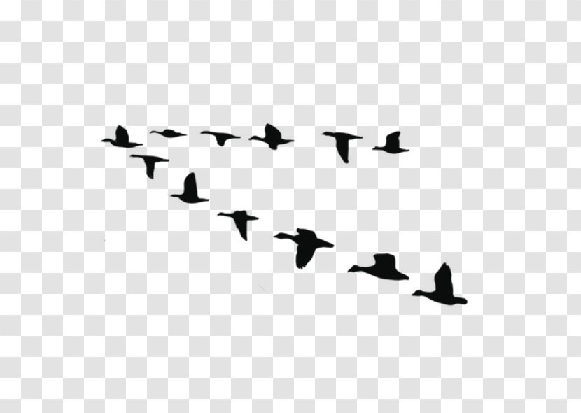 Goose Bird Duck Vector Graphics Image - Circle Of Friends Transparent PNG