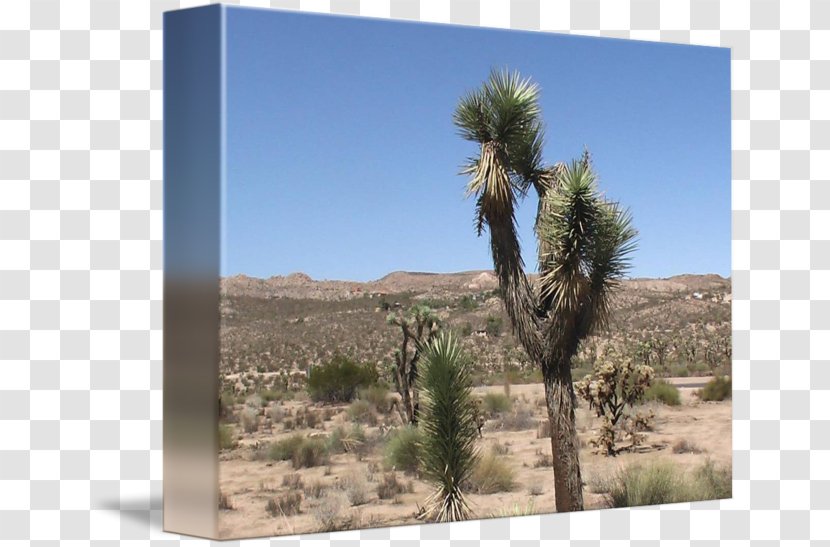 Desert Shrubland Arecaceae Ecoregion Vegetation - Frame - Landscape Transparent PNG