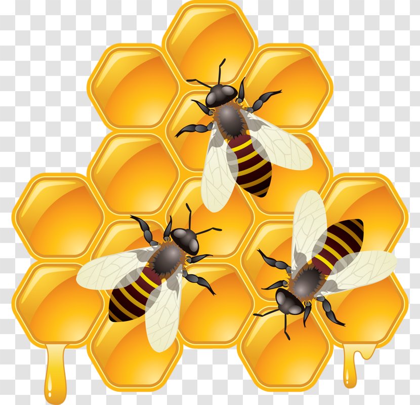Honey Bee Shutterstock Compound Clip Art - Royaltyfree - The Transparent PNG