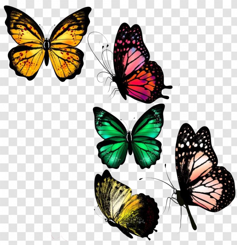 Butterfly Illustration - Pieridae - Colorful Background Transparent PNG