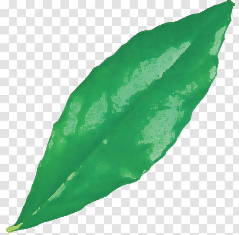 Leaf Green Science Biology Plant Structure Transparent PNG