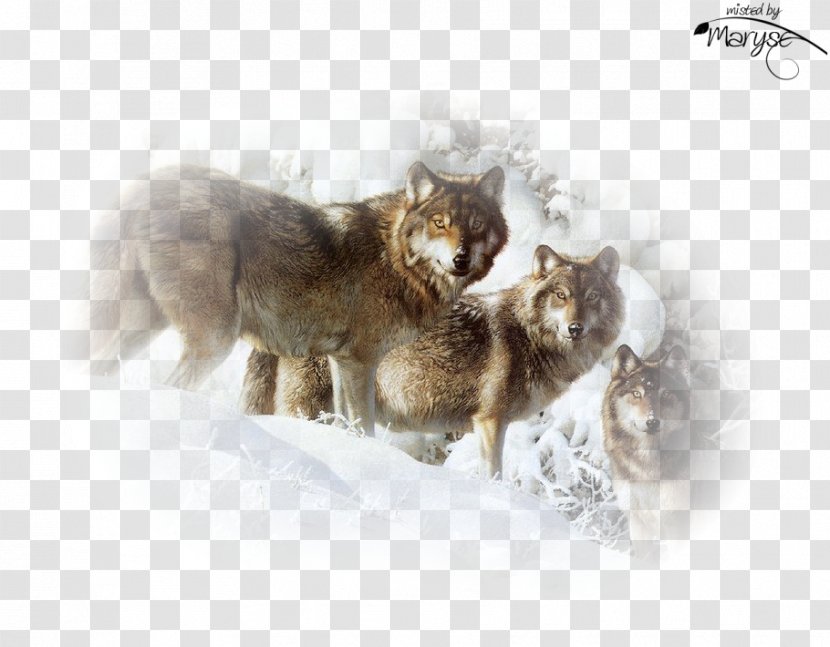 Gray Wolf Cat Painting Art Photography - Artist Transparent PNG