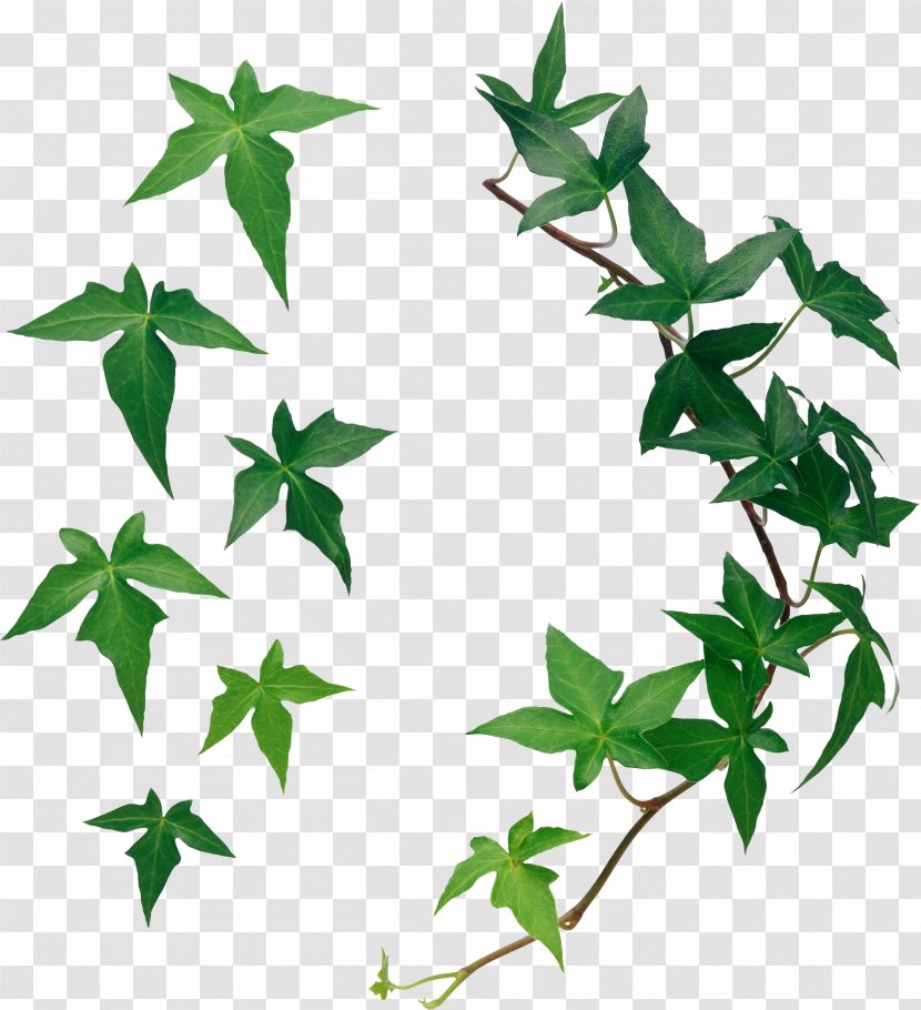 Leaf - Ivy - Vines Transparent PNG