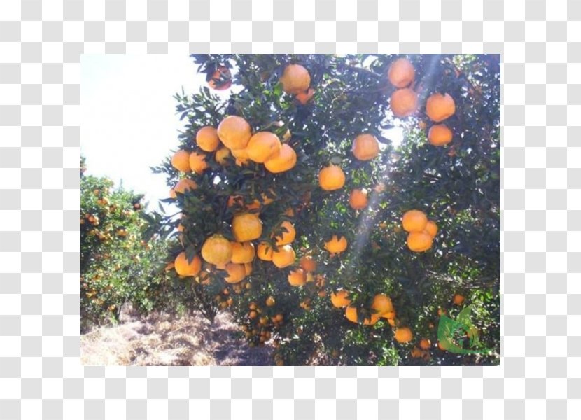 Citrus - Garden Center Transparent PNG