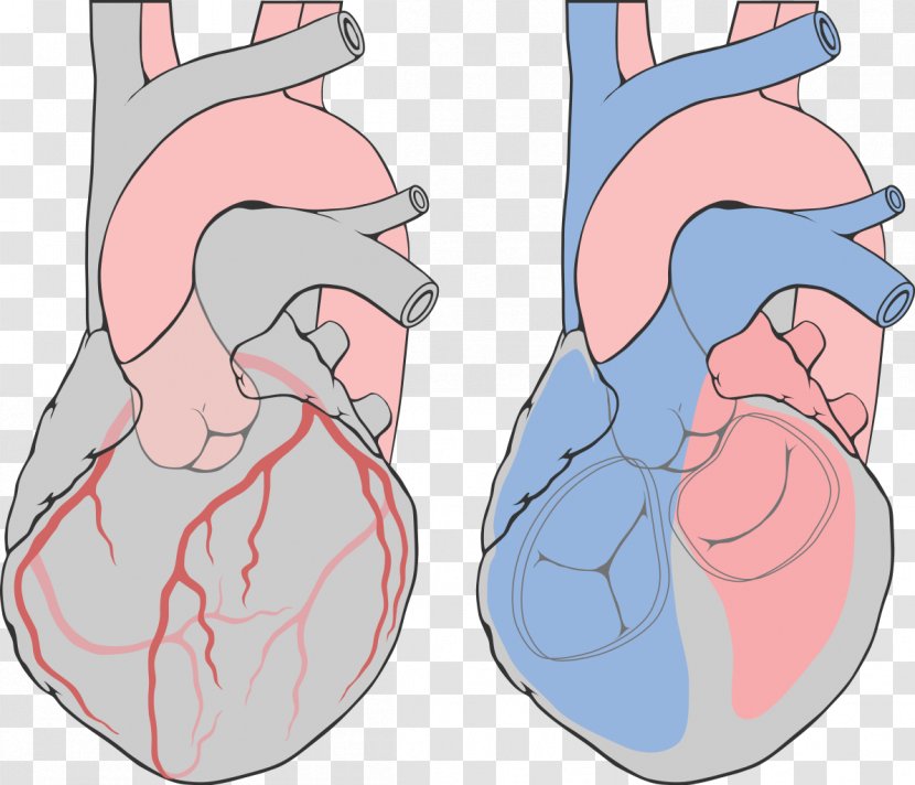 Coronary Arteries Left Artery Heart Catheterization - Frame - Oblique Transparent PNG