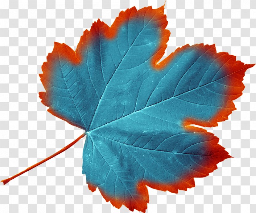 Maple Leaf Green Sugar Japanese - Turquoise Transparent PNG