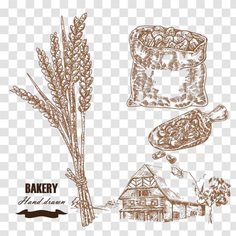 Drawing Wheat Cereal Illustration - Rye - Farm Transparent PNG