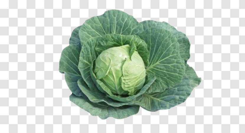 Capitata Group Savoy Cabbage Broccoli Kohlrabi Vegetable Transparent PNG