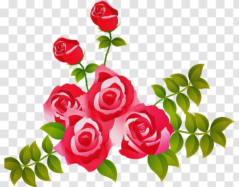 Garden Roses - Red - Cut Flowers Rose Family Transparent PNG