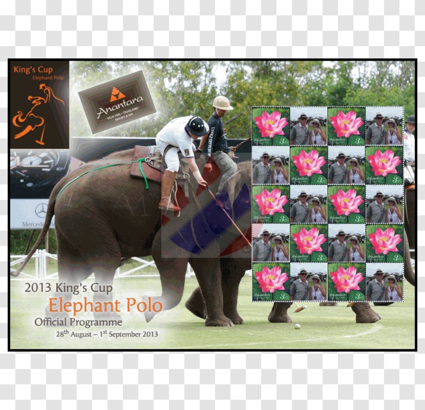 Indian Elephant African Horse Pack Animal - Grass Transparent PNG