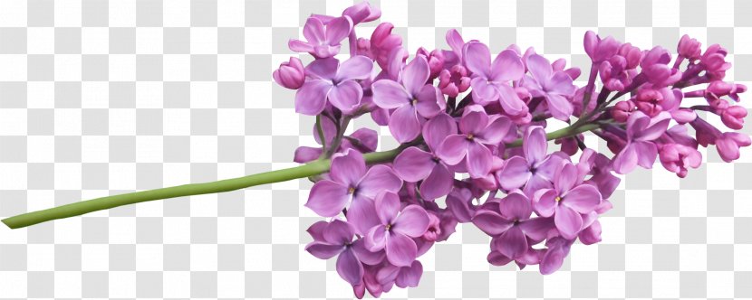 Lilac Plant Tree Flower - Violet - Lavender Watercolor Transparent PNG