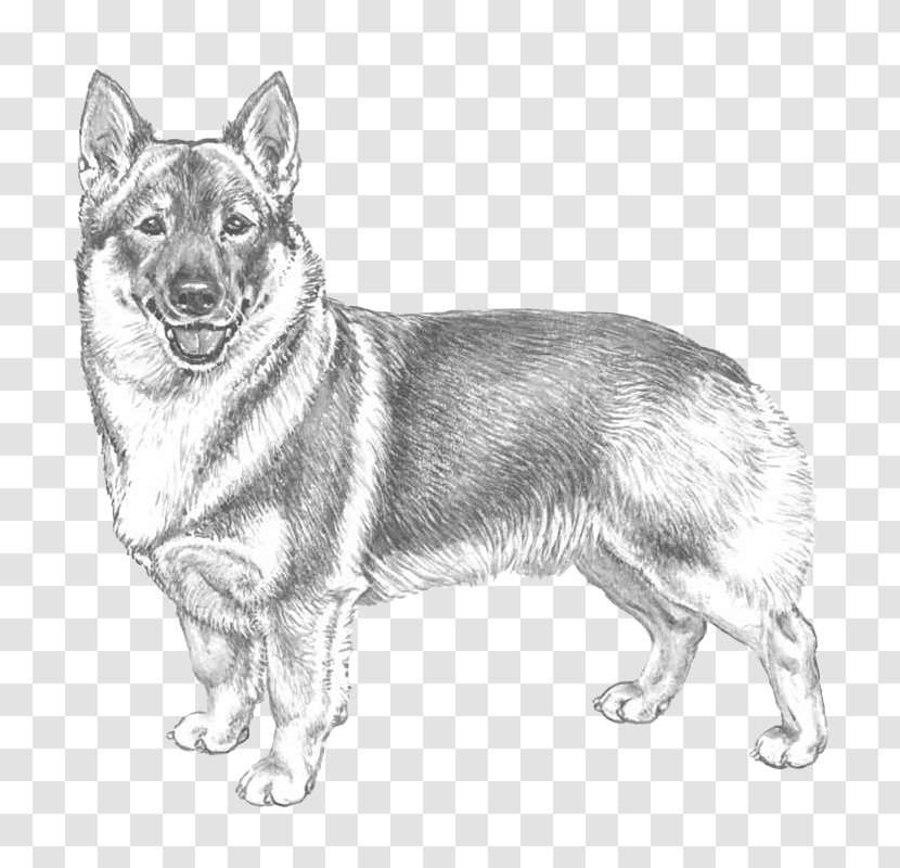 Swedish Shepherd German Czechoslovakian Wolfdog Saarloos Norwegian Buhund - Pembroke Welsh Corgi Transparent PNG