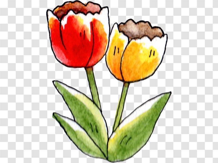 Tulip Clip Art Flower Illustration Petal - Hormone Transparent PNG