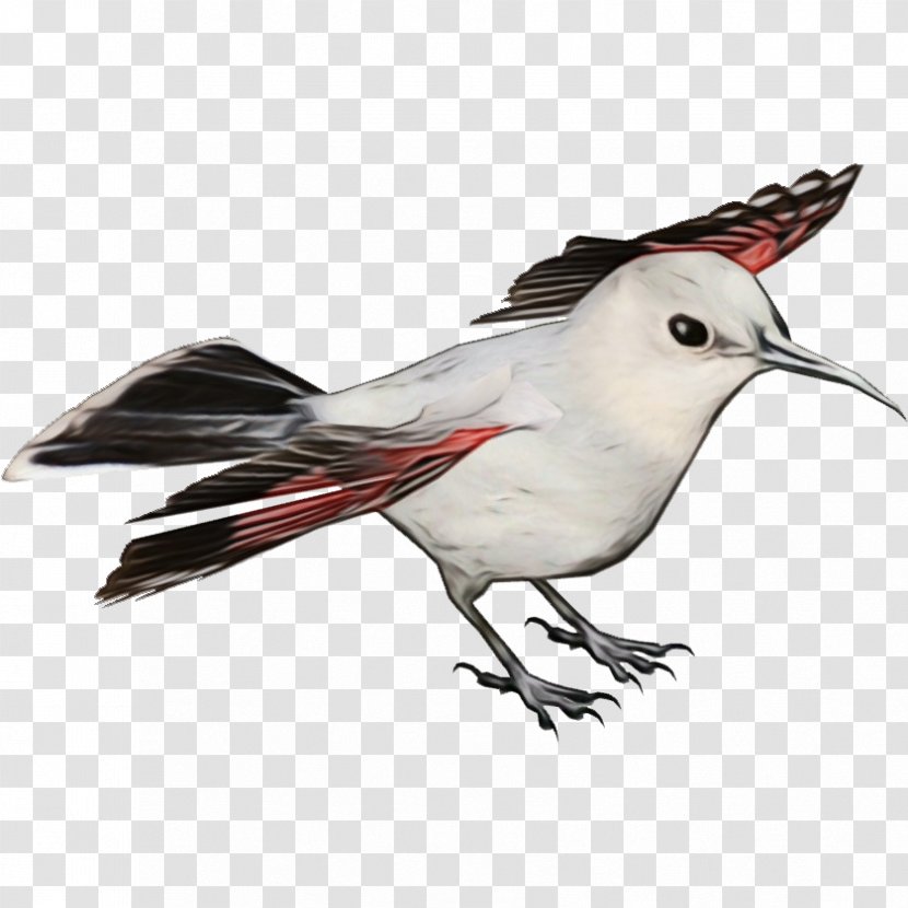 Bird Beak Tern Lari Perching - Wing Northern Mockingbird Transparent PNG