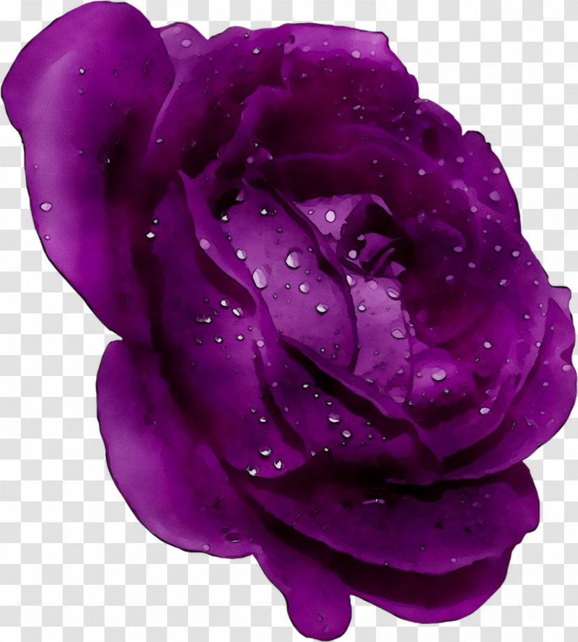 Garden Roses Cabbage Rose - Flower - Petal Transparent PNG