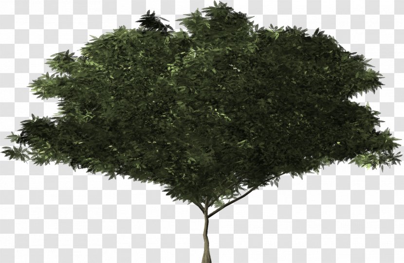 Shrub Tree Botany Evergreen Branch - Plant Transparent PNG