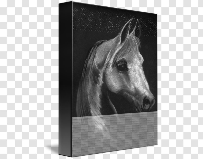 Mustang Mane Stallion Pony Freikörperkultur - Stock Photography - Arabian Horse Transparent PNG