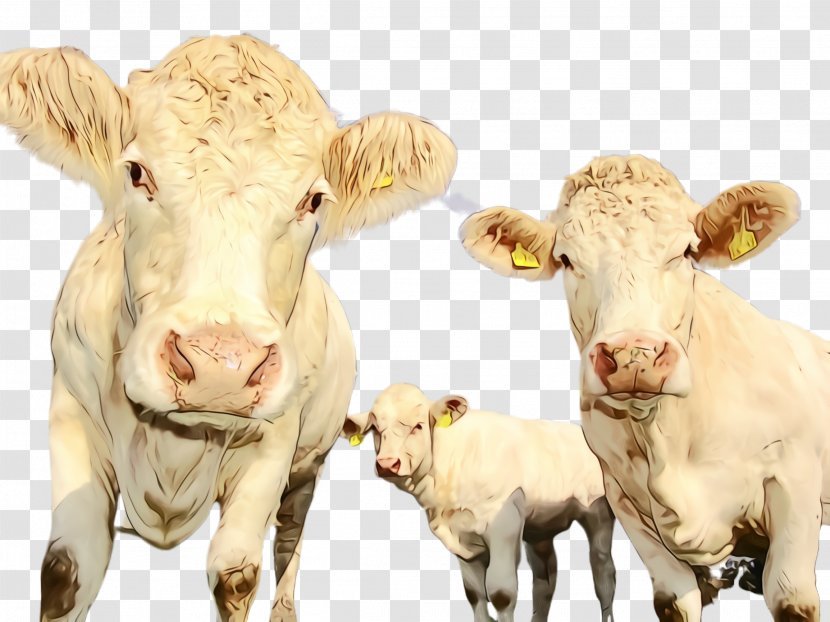 Bovine Calf Dairy Cow Animal Figure Livestock - Snout - Pasture Transparent PNG