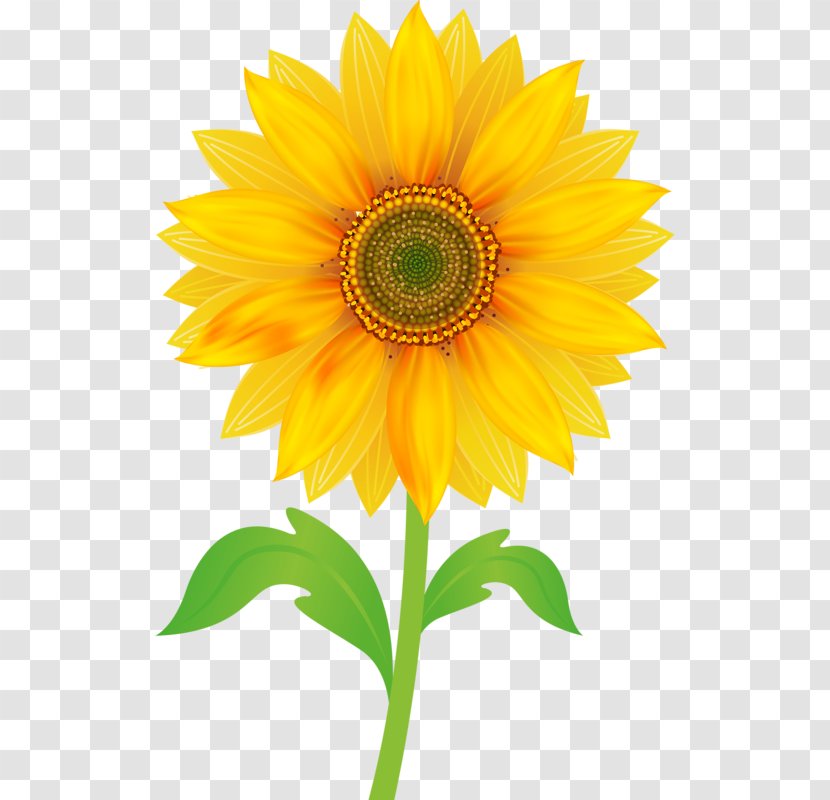 Free Content Clip Art - Daisy Family - Sunflower Transparent PNG