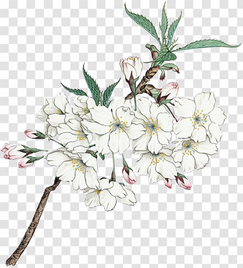 Cherry Blossom Cartoon - Prunus - Rhododendron Transparent PNG
