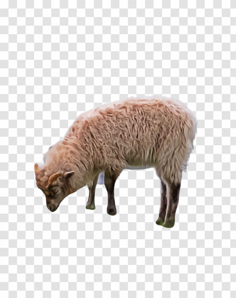 Eid Sheep - Fawn - Statue Transparent PNG