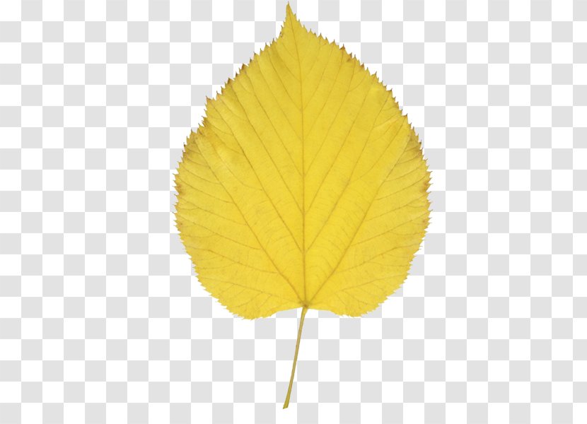 Autumn Leaf Color Aspen Clip Art - Gold Transparent PNG