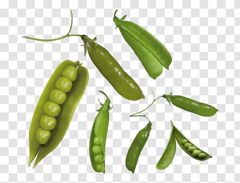 Snap Pea Common Bean - Lima - Vegetable Peas Transparent PNG